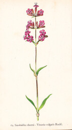 rostliny_kolem_nas__64_