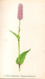 rostliny_kolem_nas__65_