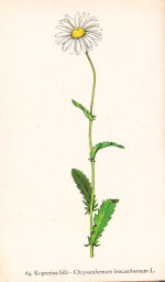 rostliny_kolem_nas__66_