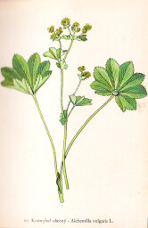 rostliny_kolem_nas__67_