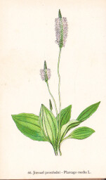 rostliny_kolem_nas__68_