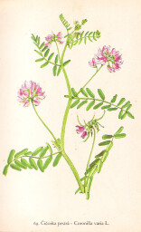 rostliny_kolem_nas__69_