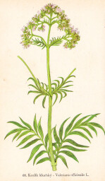 rostliny_kolem_nas__70_