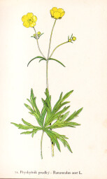 rostliny_kolem_nas__71_