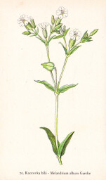 rostliny_kolem_nas__72_