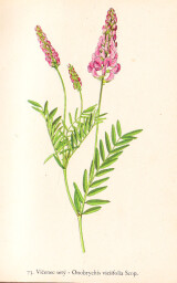 rostliny_kolem_nas__73_