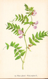 rostliny_kolem_nas__74_