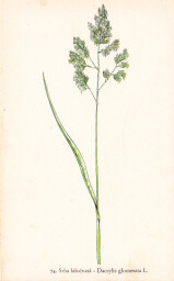 rostliny_kolem_nas__76_