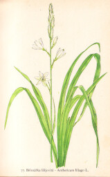 rostliny_kolem_nas__77_