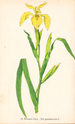 rostliny_kolem_nas__78_