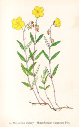 rostliny_kolem_nas__79_