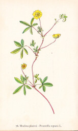 rostliny_kolem_nas__80_