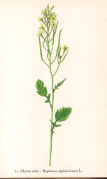 rostliny_kolem_nas__81_