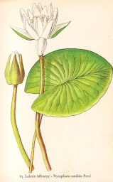 rostliny_kolem_nas__83_