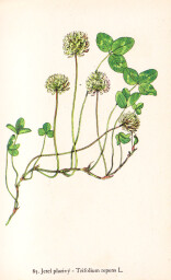 rostliny_kolem_nas__85_