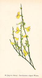 rostliny_kolem_nas__88_