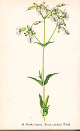 rostliny_kolem_nas__90_