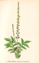 rostliny_kolem_nas__91_