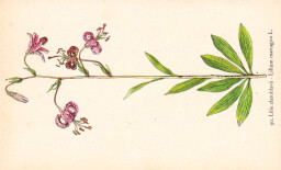 rostliny_kolem_nas__92_