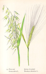 rostliny_kolem_nas__93_