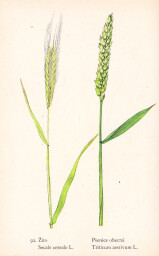 rostliny_kolem_nas__94_