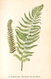 rostliny_kolem_nas__95_