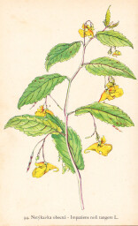 rostliny_kolem_nas__96_