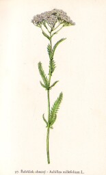 rostliny_kolem_nas__97_