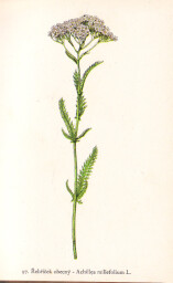 rostliny_kolem_nas__98_