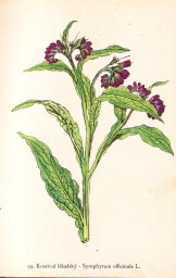 rostliny_kolem_nas__99_