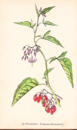 rostliny_kolem_nas__100_