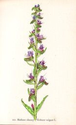 rostliny_kolem_nas__101_