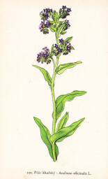 rostliny_kolem_nas__102_