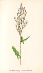 rostliny_kolem_nas__103_