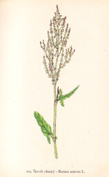 rostliny_kolem_nas__104_