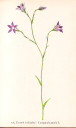 rostliny_kolem_nas__105_