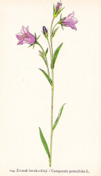 rostliny_kolem_nas__106_