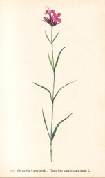 rostliny_kolem_nas__107_