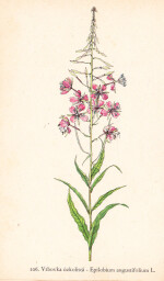 rostliny_kolem_nas__108_