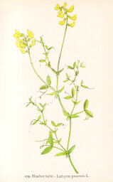 rostliny_kolem_nas__109_