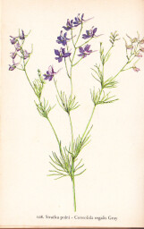 rostliny_kolem_nas__110_