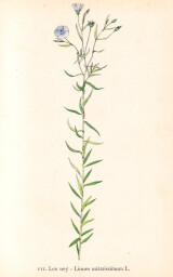 rostliny_kolem_nas__111_