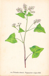 rostliny_kolem_nas__112_