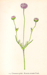 rostliny_kolem_nas__113_