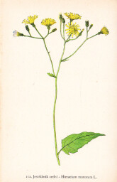 rostliny_kolem_nas__114_