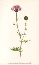 rostliny_kolem_nas__115_