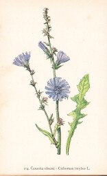 rostliny_kolem_nas__116_