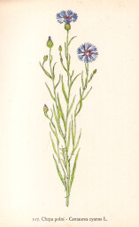 rostliny_kolem_nas__117_