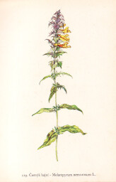 rostliny_kolem_nas__119_