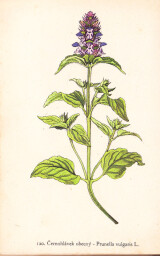 rostliny_kolem_nas__122_